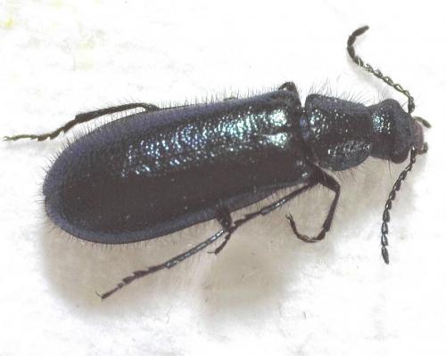 Réf. 280 539 : Dasytes caeruleus